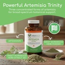 artemisia-trinity-cleansing-for-adults-w-3.jpg
