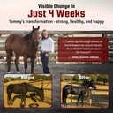 horse-guard-super-weight-gain-10-lb-3-in-5.jpg
