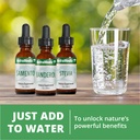 nutramedix-burbur-pinella-brain-health-s-4.jpg