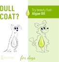 omega-3-for-dogs-skin-and-coat-supplemen-3.jpg