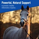 om-mushroom-matrix-equine-wellbeing-usa--2.jpg