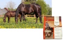 ultracruz-equine-natural-vitamin-e-powde-4.jpg