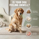 dog-probiotics-2b-cfu-6-strain-for-gut-h-81ukiEDrTPL.jpg