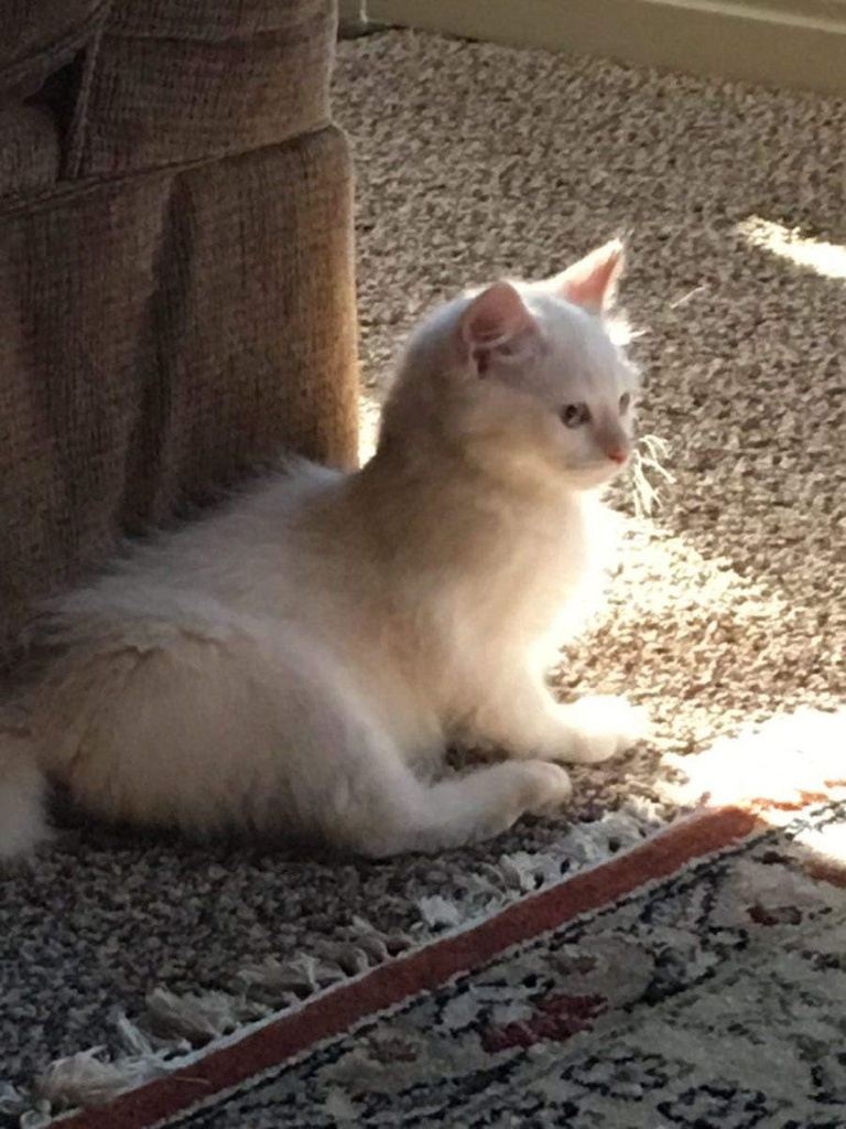 i-love-my-pets-llc-cat-coat-supplement---3.jpg