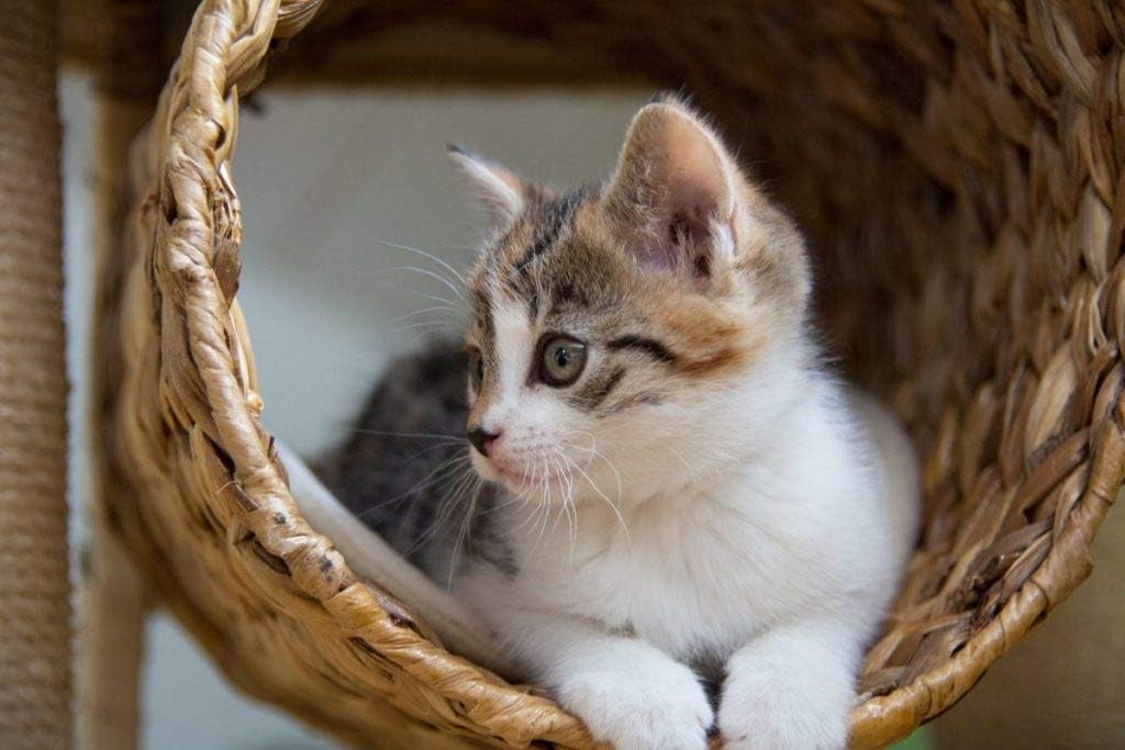 i-love-my-pets-llc-cat-coat-supplement---4.jpg