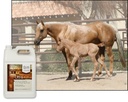 ultracruz-equine-pure-wheat-germ-oil-4-x-4.jpg