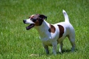 dog-digestive-enzymes-powder---probiotic-4.jpg