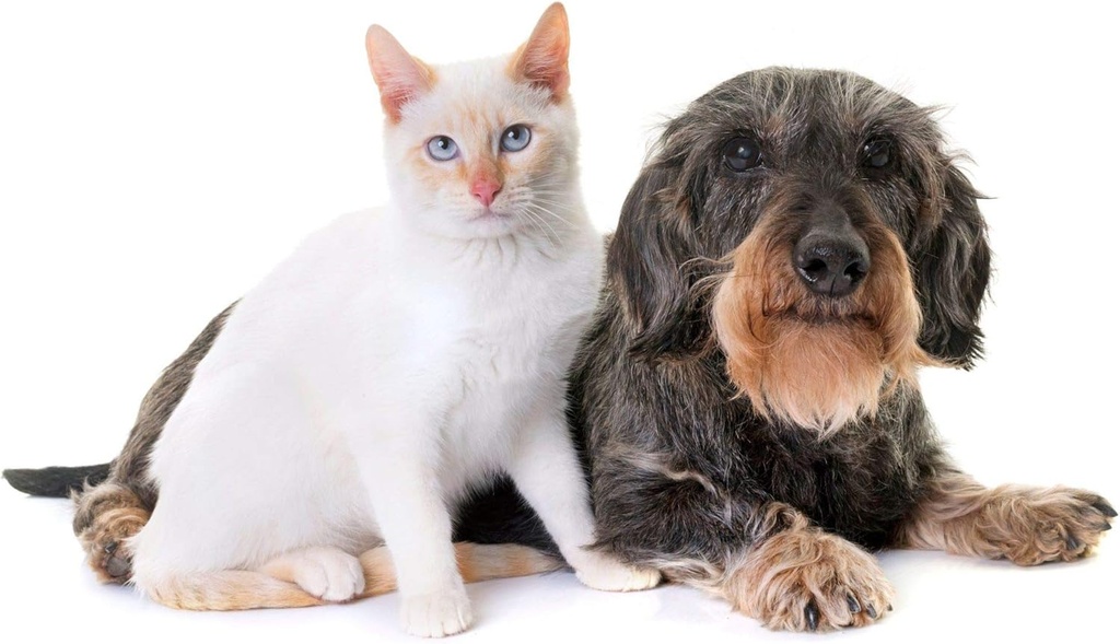 cat-urinary-tract-health---pets-urinary--3.jpg