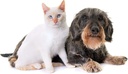 cat-urinary-vitami---pets-urinary-health-3.jpg