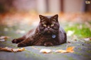 antioxidant-for-cats---ultra-vitamins-fo-3.jpg