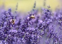 vitarojal-royal-jelly---with-honey-vitam-4.jpg