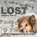 the-blissful-dog-shetland-sheepdog-age-w-5.jpg