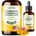 Paquete de gotas de drenaje linfático 1- Lymph Detox, Circulación - Suplementos de drenaje linfático con hierbas orgánicas, echinacea, dandelión, Burdock, Cleaver Herb - Apoyo del sistema inmune &amp; Cleanse