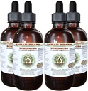 Echinacea Extracto líquido libre de alcohol, Echinacea (Echinacea Angustifolia) Ratón seco Glycerite Hawaii Pharm Natural Herbal Suplemento 4x4 oz