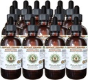 Echinacea Extracto líquido libre de alcohol, Echinacea (Echinacea Angustifolia) Ratón seco Glycerite Hawaii Pharm Natural Herbal Suplemento 15x4 oz
