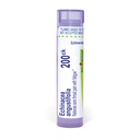 Boiron Echinacea Purpurea 200Ck para dolor de garganta con fatiga - 80 Pellets