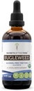 Bugleweed USDA Orgánica ← Extracto de alcohol-FREE, gotas herbales de alta potencia, sistema respiratorio  Hecho de 100% Certified Organic Bugleweed (Ze Lan, Lycopus Virginicus) Herb seco 4 oz