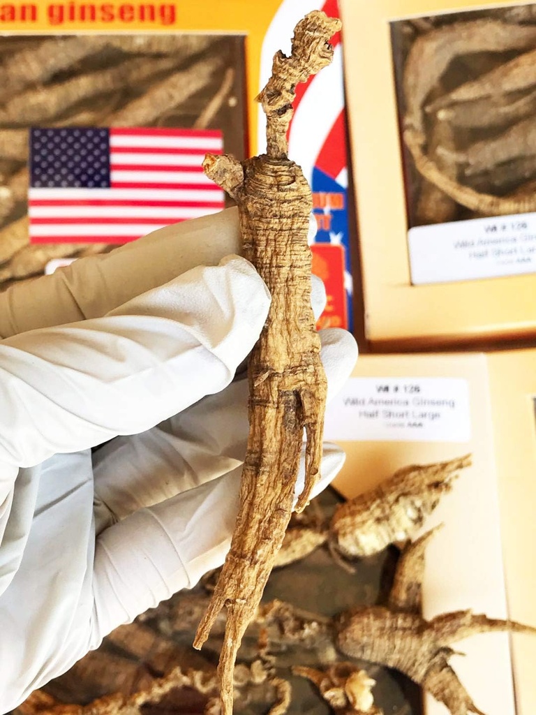 8OZ=227g/Box American Wild Ginseng 15~20 Years, Wisconsin Whole Ginseng Root Hand-Selected Н国国 W determinada |י Mensaje Alternativa 野 Todavía no hay noticias | Mensaje Нлекиле American Wisconsin Ginseng Lager WI 126#L 8OZ/Box