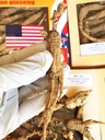 8OZ=227g/Box American Wild Ginseng 15~20 Years, Wisconsin Whole Ginseng Root Hand-Selected Н国国 W determinada |י Mensaje Alternativa 野 Todavía no hay noticias | Mensaje Нлекиле American Wisconsin Ginseng Lager WI 126#L 8OZ/Box