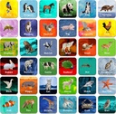Hebayy 36 Par Animal Matching Juego Tarjetas Flash Erasable (Cada medida 2” X 2”)