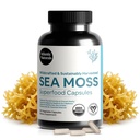 Atlantic Naturals Sea Moss Capsules con Moringa, Ashwagandha, Black Seed Oil, Ginger & Ginseng – Atlantic Sea Moss Supplements for Men and Women – for Daily Energy & Wellness Blend – 120 Count